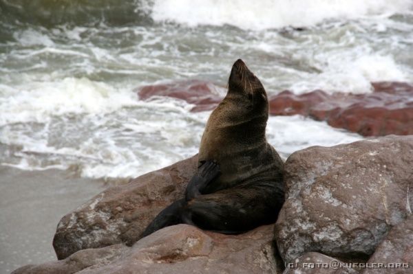 IMG_4151 <P><B>Robbenkolonie am Cape Cross</B></P>