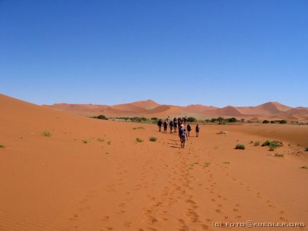 IMG_6518 <P><B>Soussusvlei</B></P>
<div align=left>
<P>Zwischen den bis zu 480m hohen Dünen (von deren Basis aus
gesehen) laufen wir langsam in der Hitze zum Pick-Up zurück,
drehen damit noch eine Runde durch das gesamte Soussusvlei und
gelangen schließlich zu unserem Truck zurück. Endlich
sitzen - und endlich Schatten! Es ist erst 10:00 Uhr.</P>
</div>